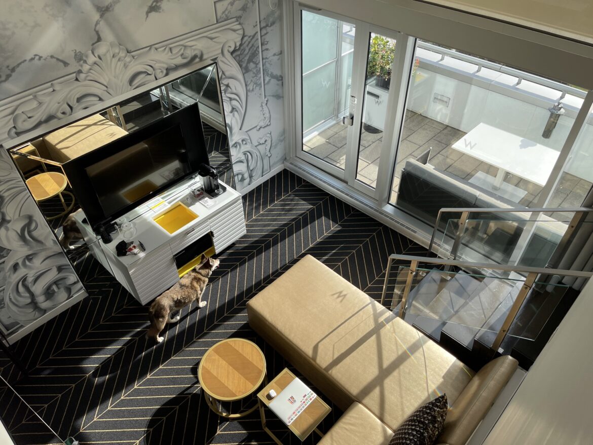 a cat walking in a living room