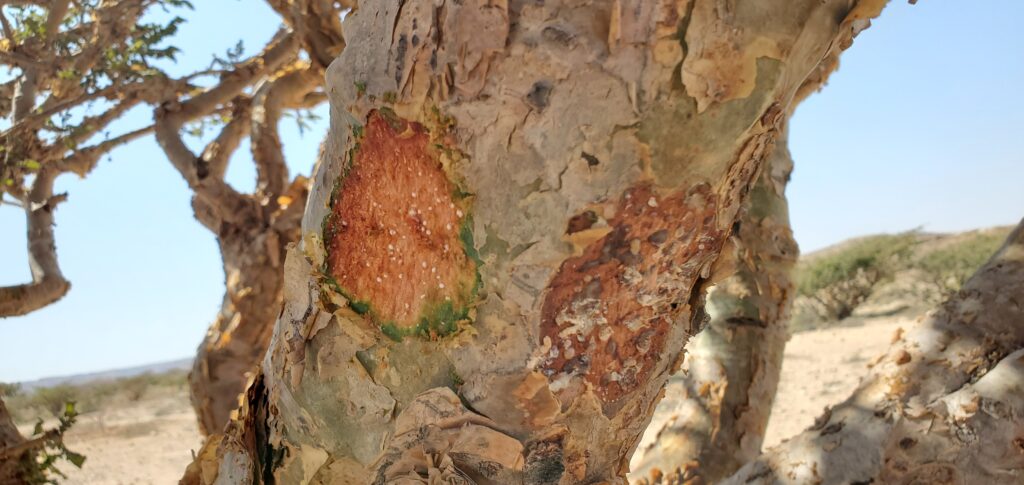 a tree bark with a hole in it