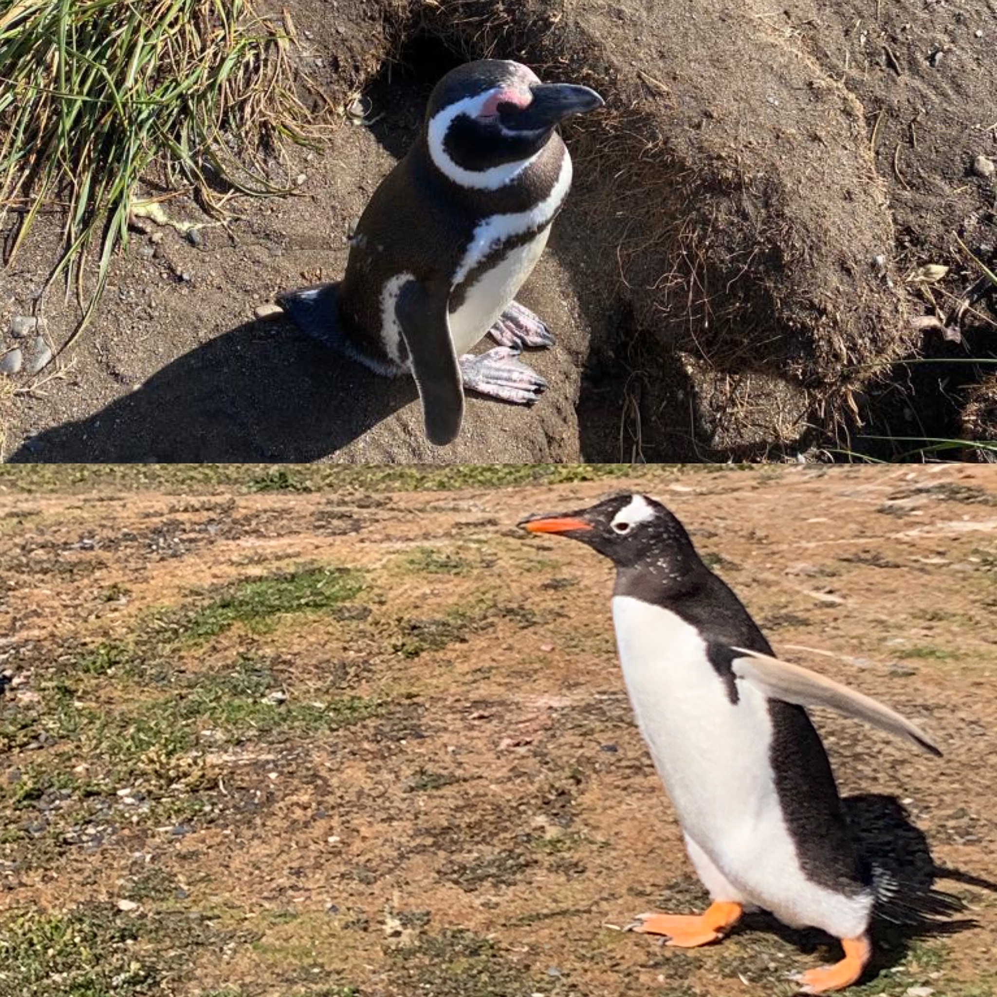Magellanic and Gentoo Penguins