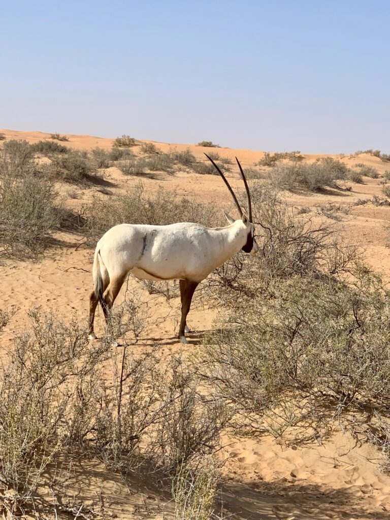 an animal with long horns standing in a desert
