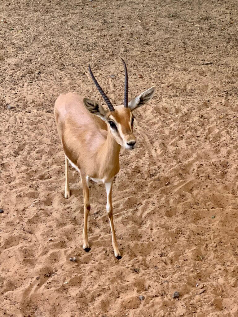 a deer standing on sand