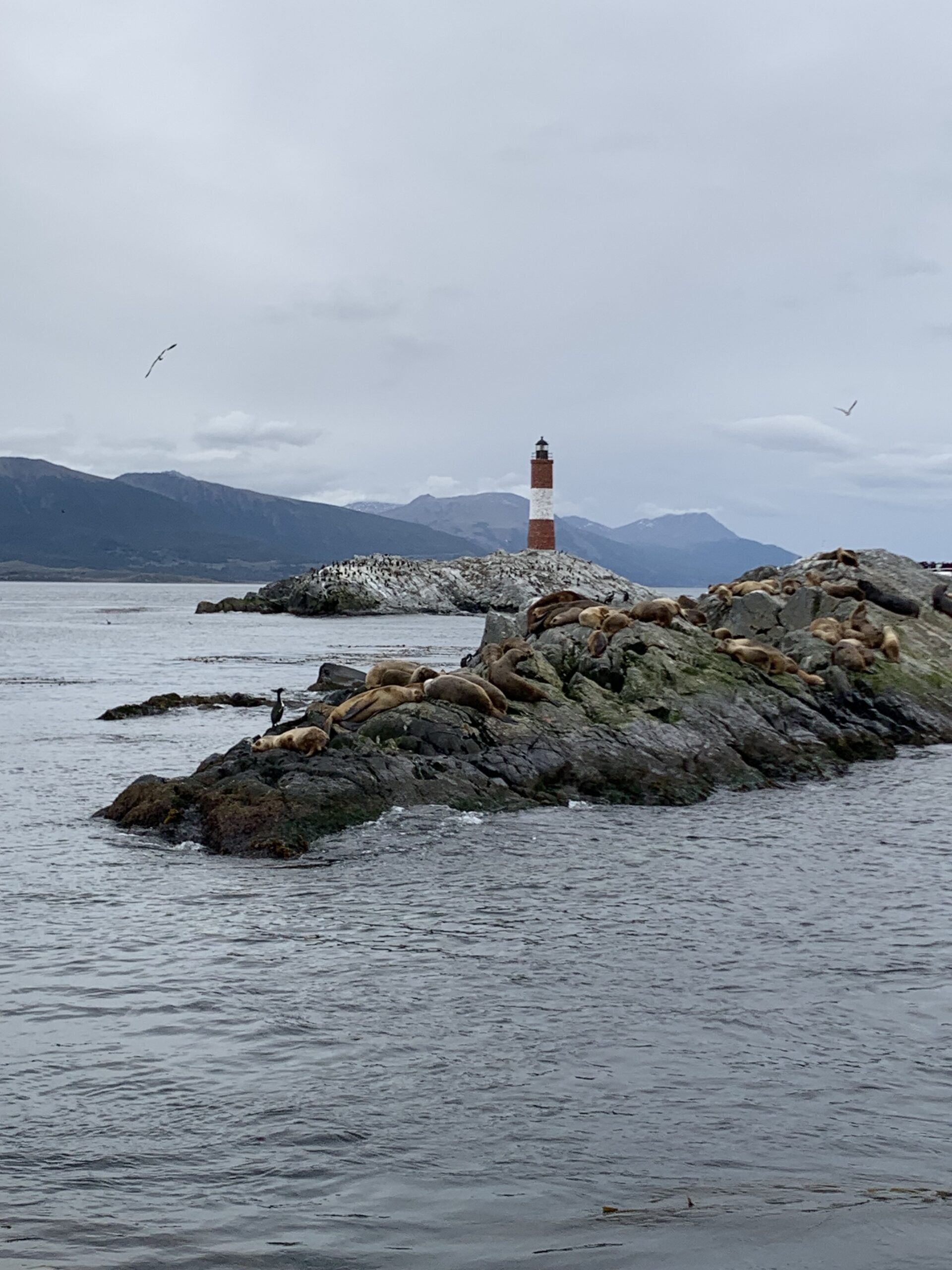 Sea Lions Colony with Lighthouse and Les Eclaireurs Lighthouse