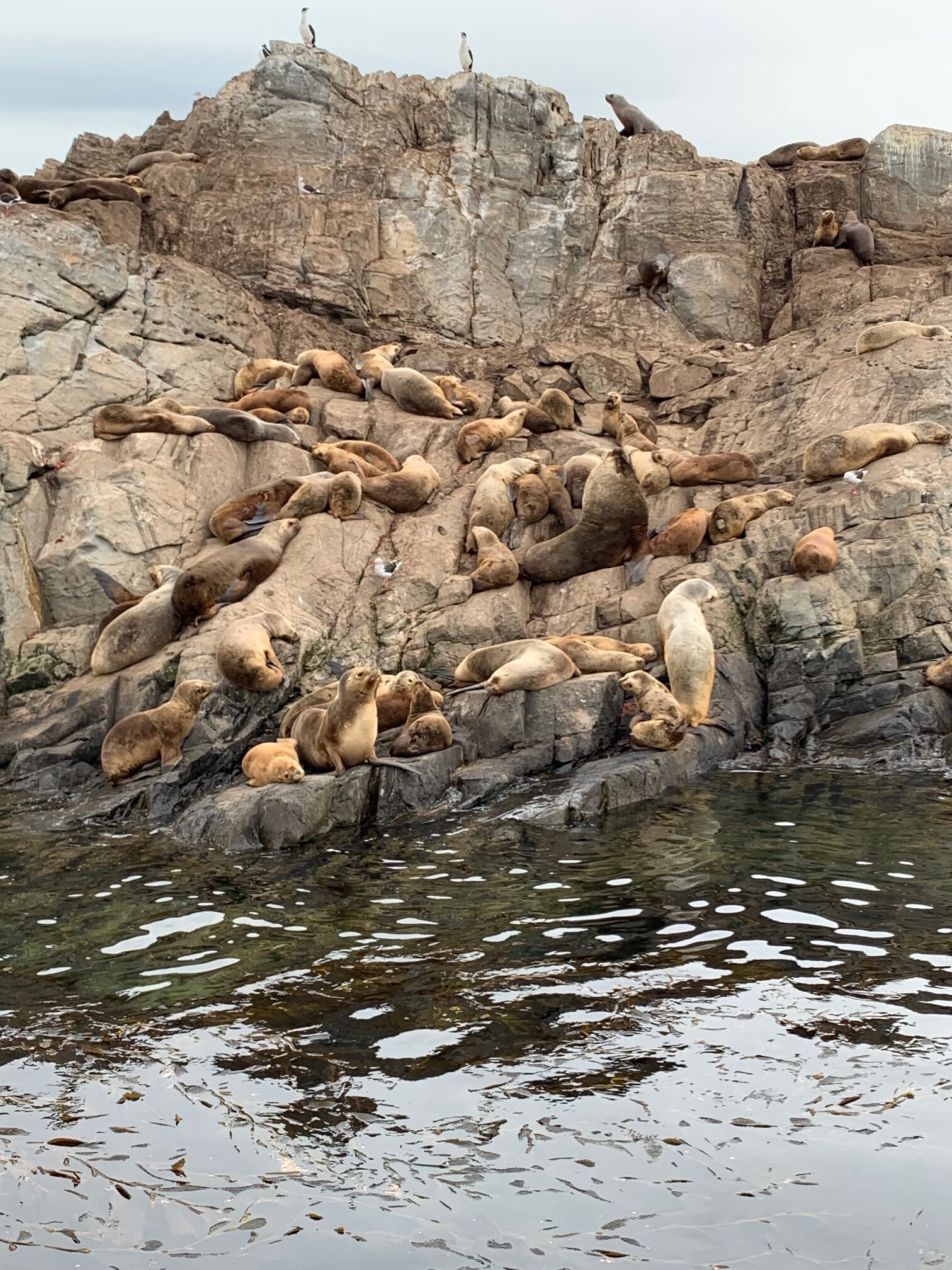 Sea Lions Colony, Beagle Channel