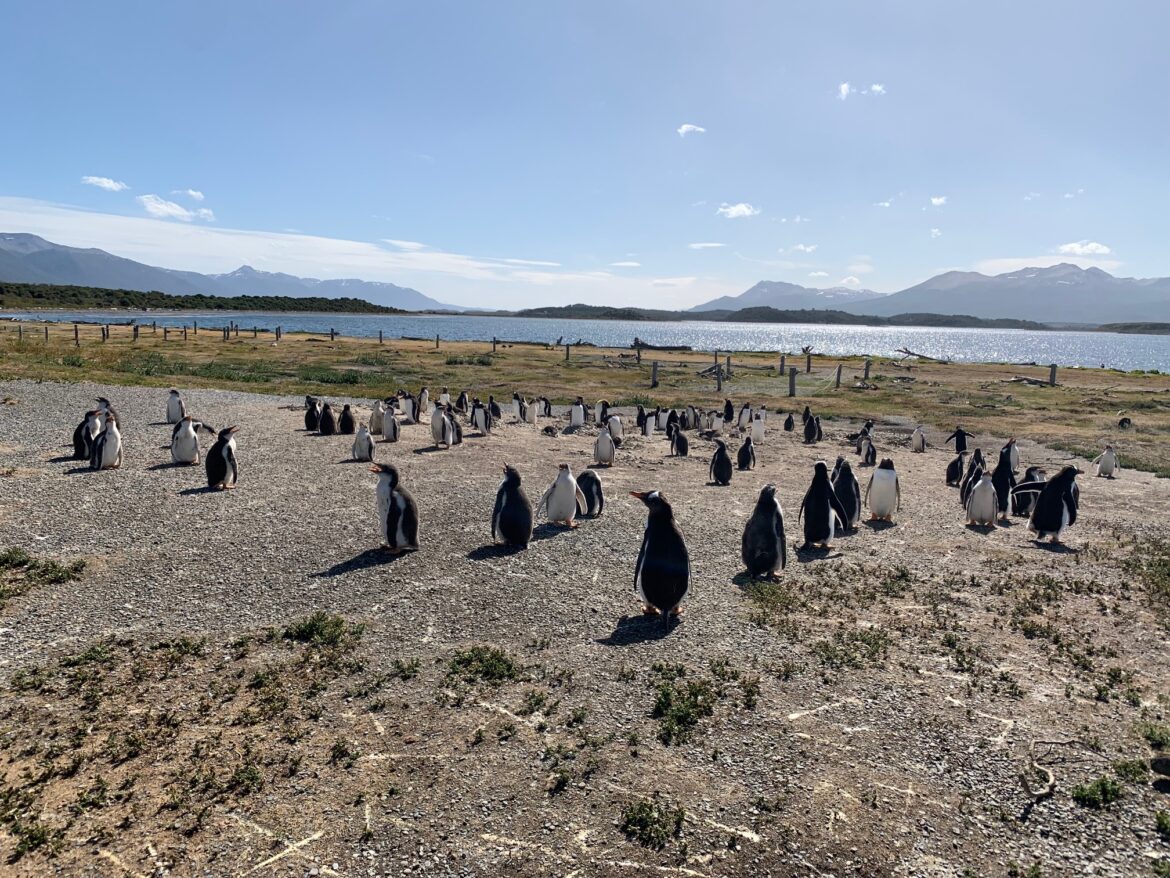 Penguins, Martillo Island, Patagonia, Argentina