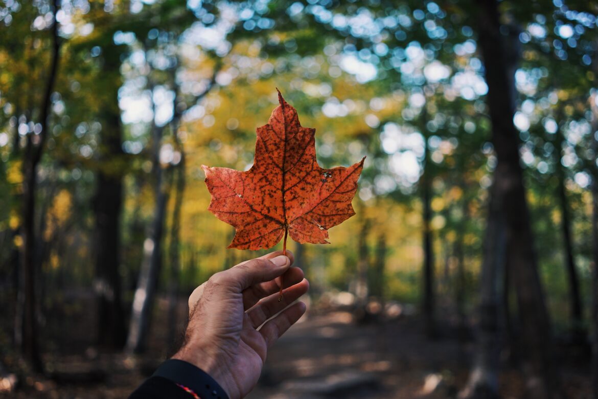Canada a hand holding a red leaf