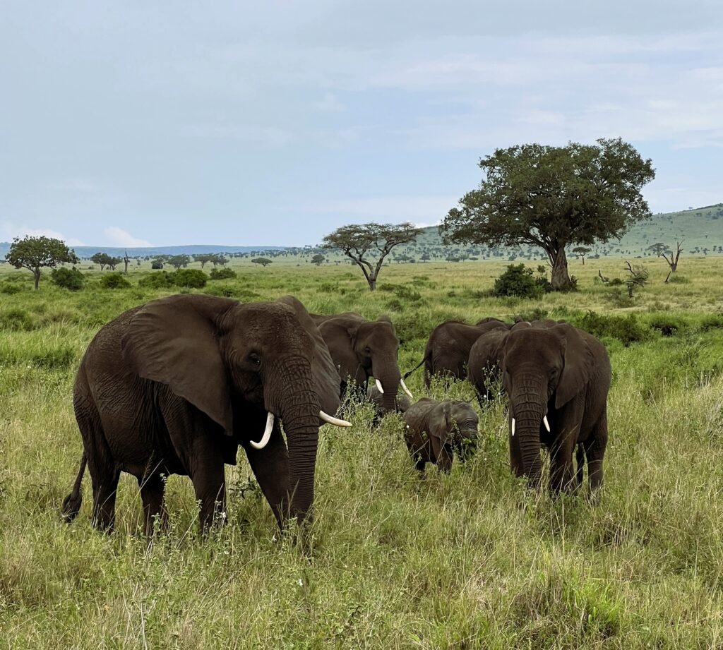 a group of elephants in a grassy field