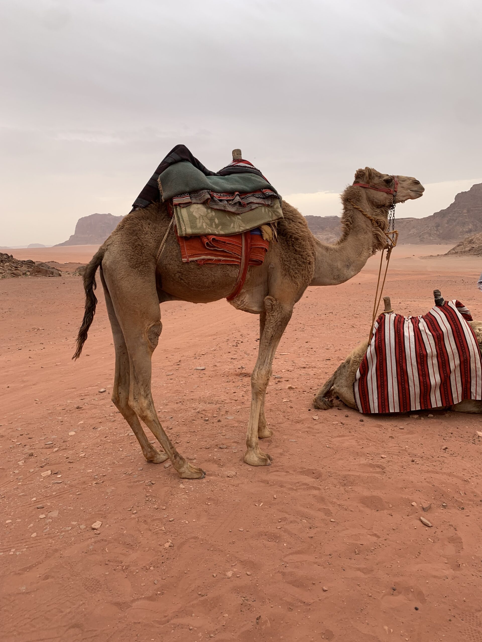 Wadi Rum - Camel