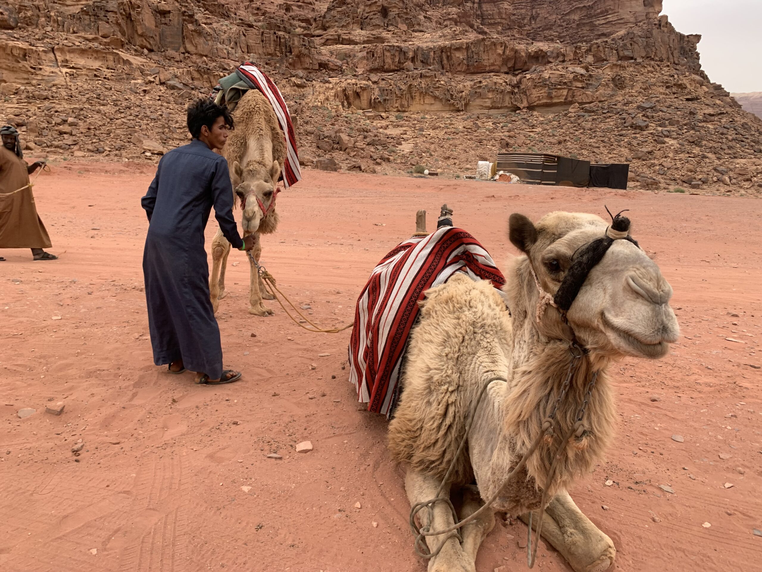 Wadi Rum - Chilling Camel