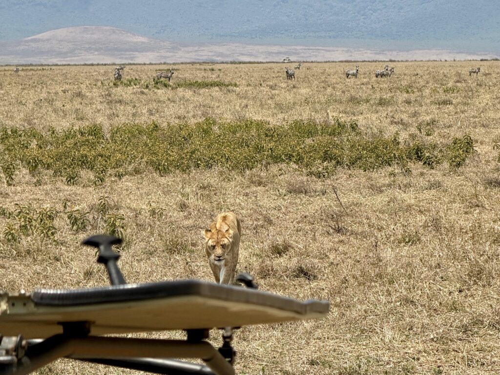 Ngorongoro