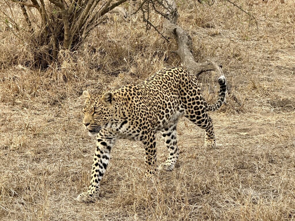 Sabi Sands safari