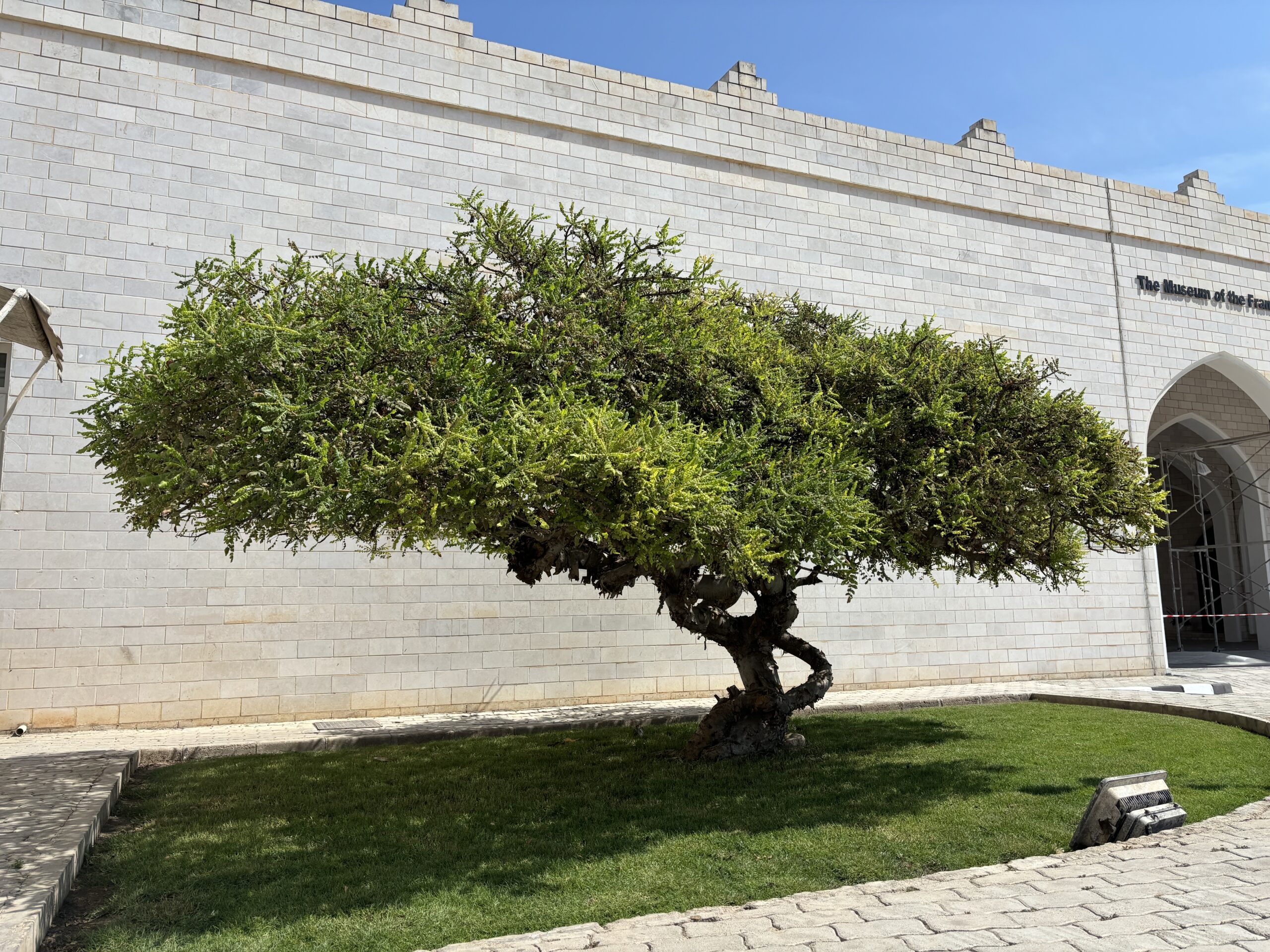  Frankincense Tree