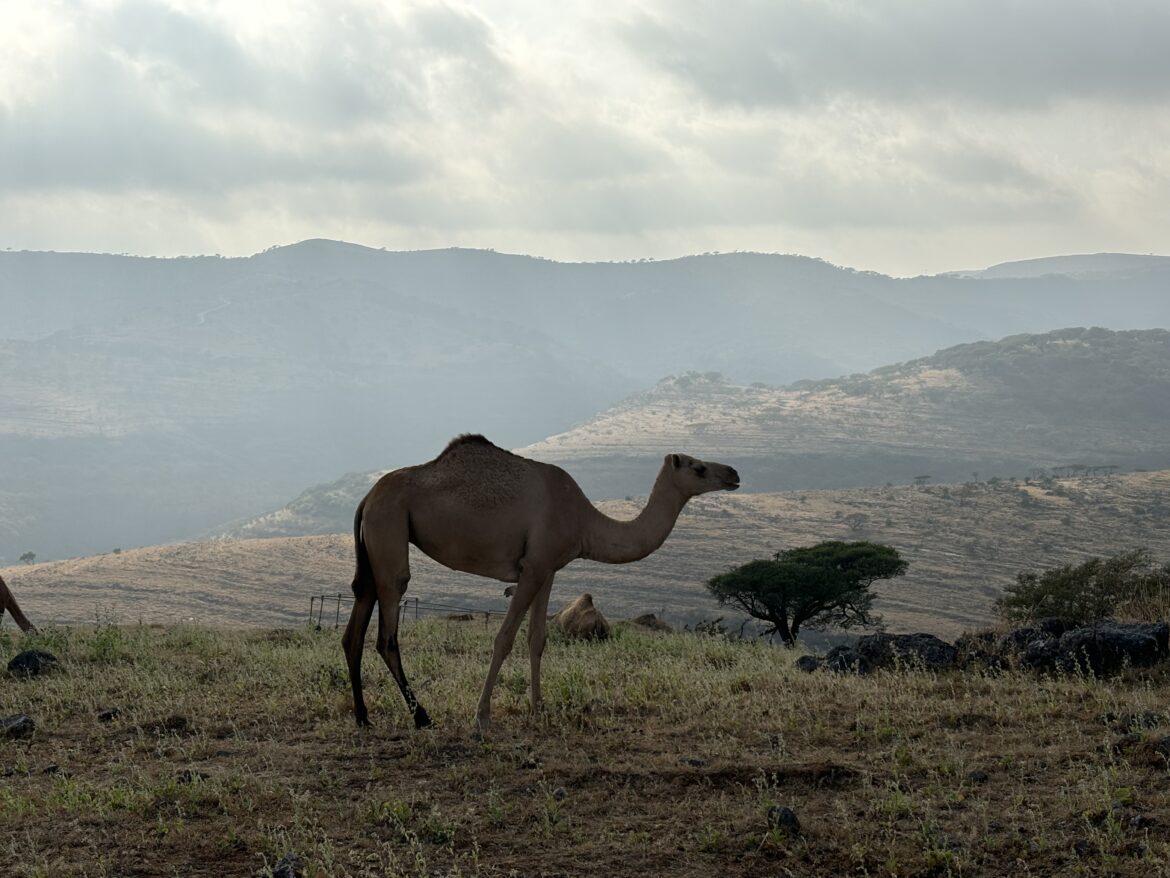 a camel standing in a field