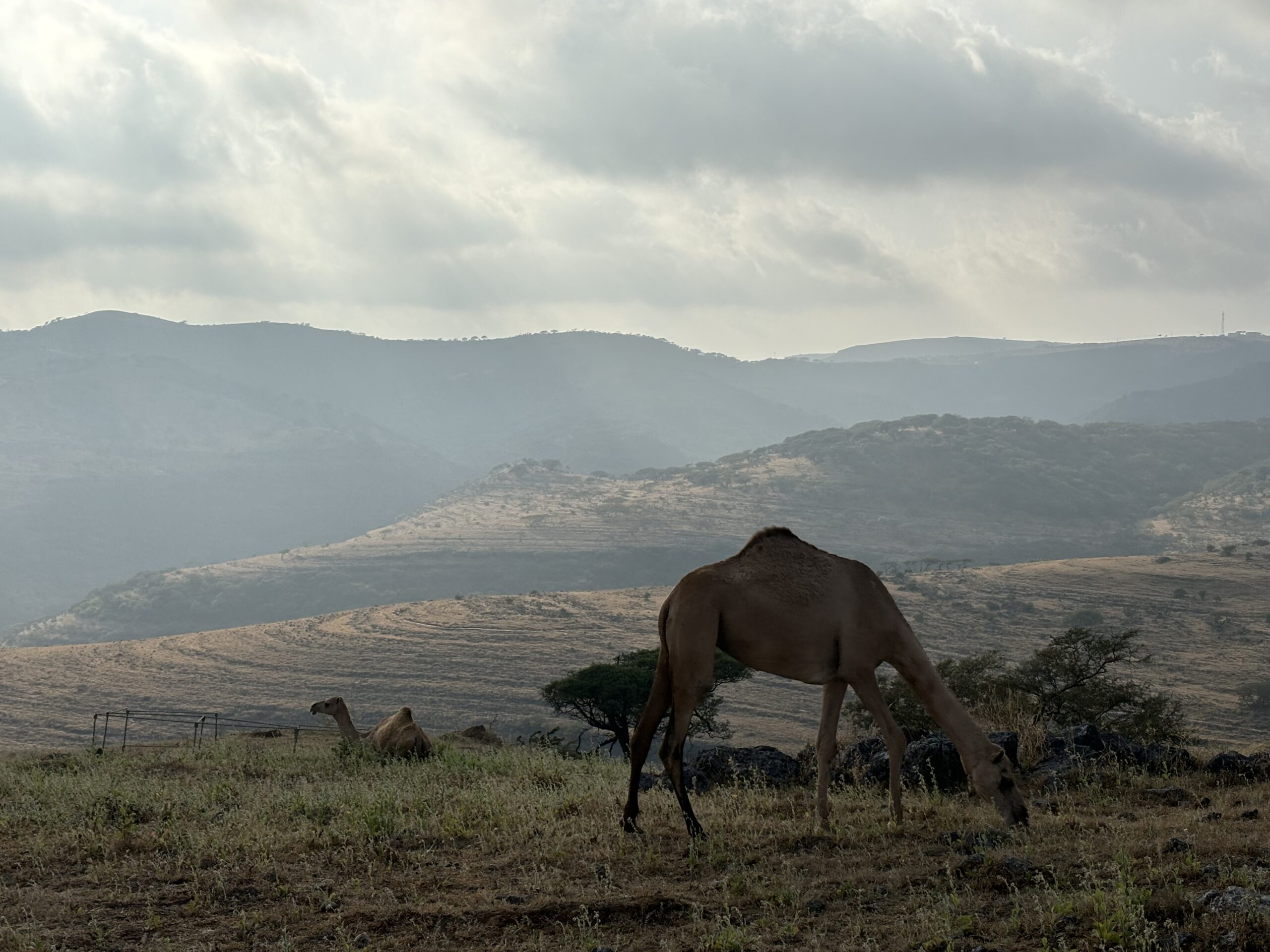 Camels - Jabal Ittin