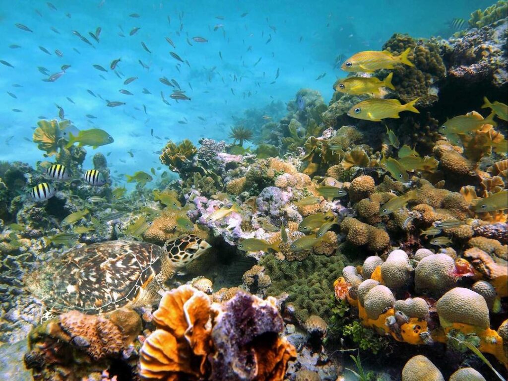 coral reef bora bora French Polynesia