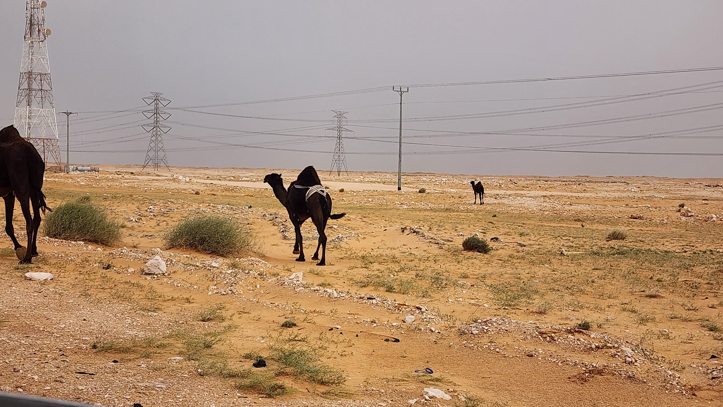 a camels in a desert