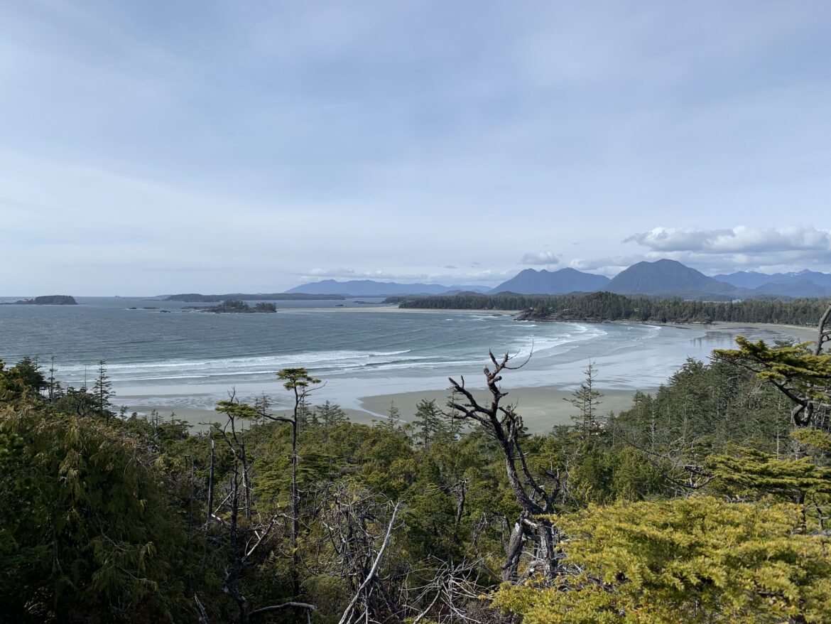a beach with trees and water