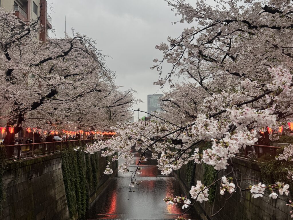 a river with trees and flowers