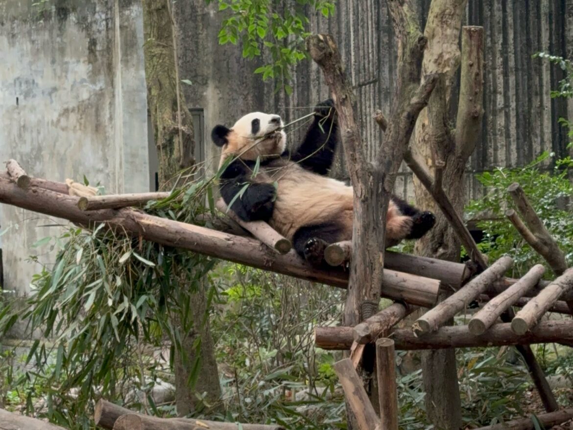 a panda bear lying on a tree branch