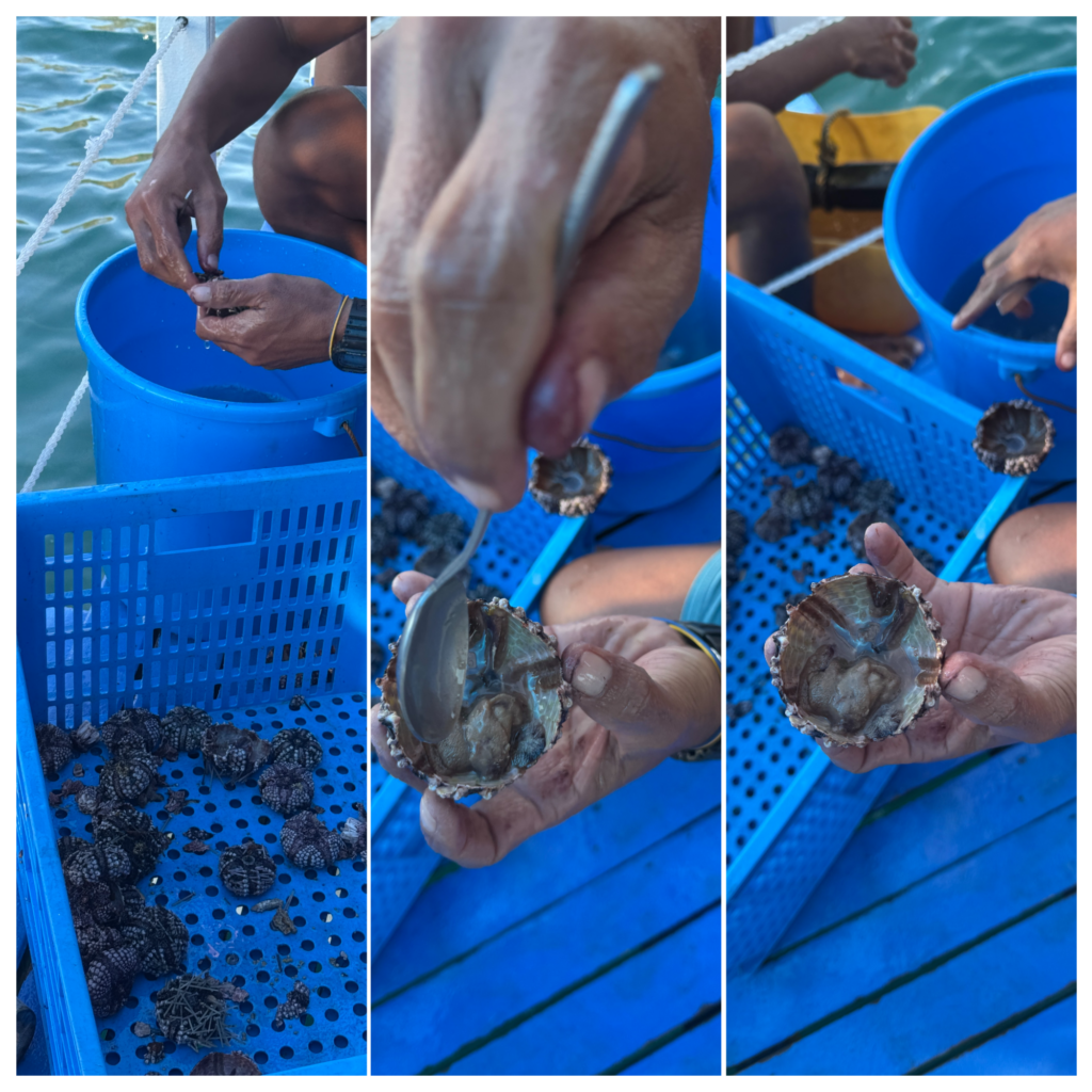 a collage of hands holding a spoon and a bucket of sea shells