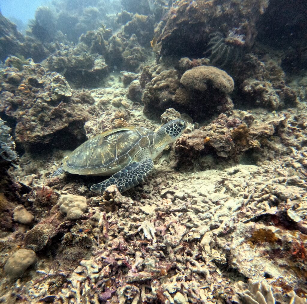 a turtle swimming in the ocean