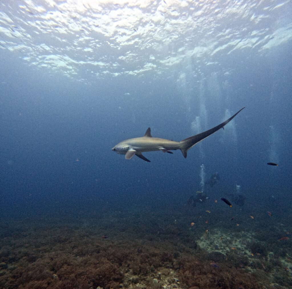a shark swimming in the ocean