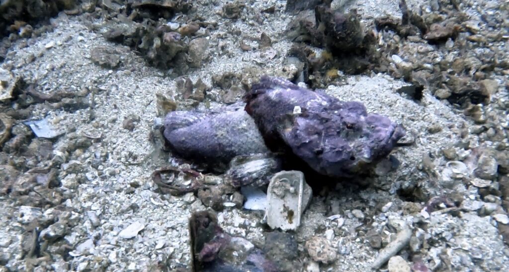 frogfish