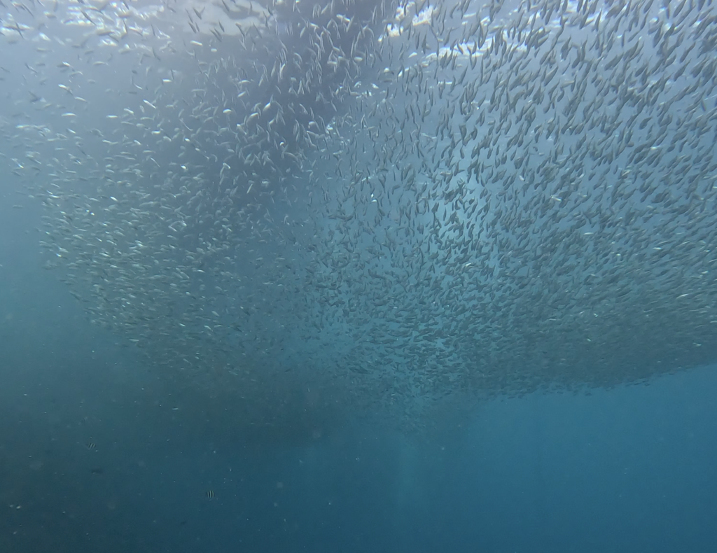 a school of fish in the water