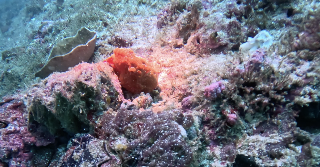 Frogfish