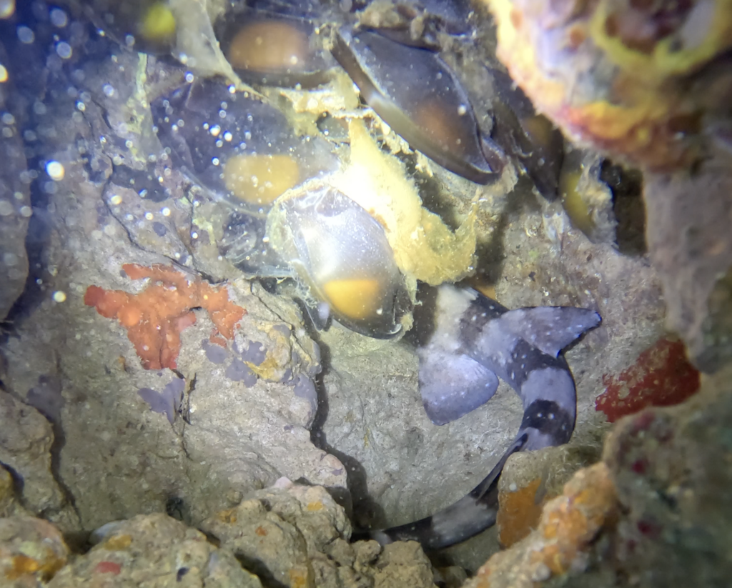 shark and shark eggs