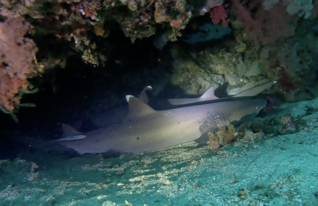 a shark under the water