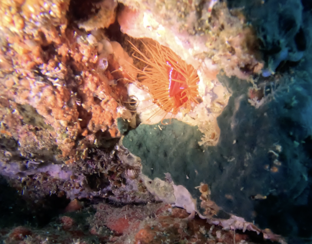 electric clam