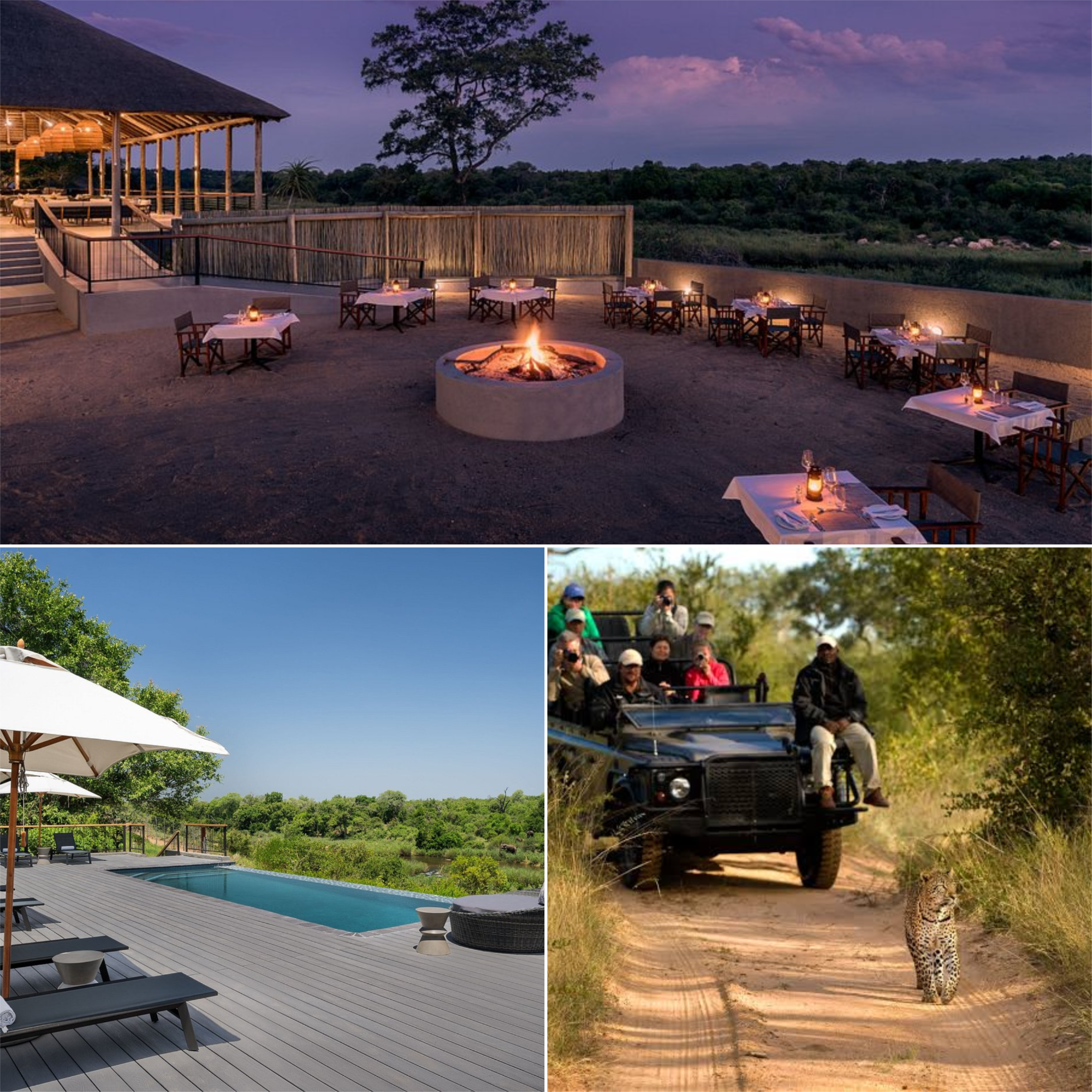 a collage of a safari